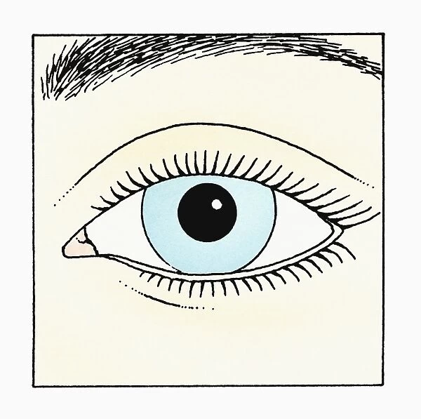 Illustration of human eye with blue iris and black pupil