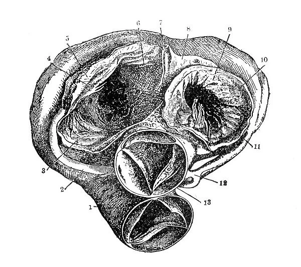 Heart. Illustration of a human heart
