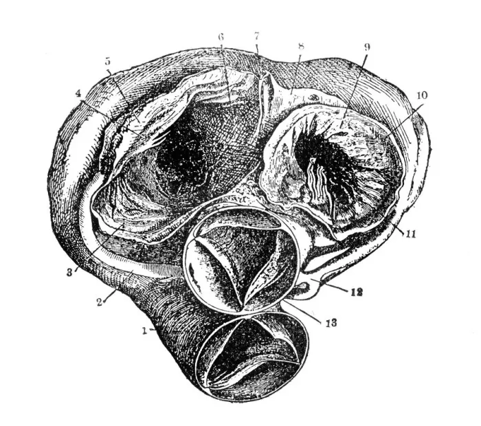 Framed Print : Heart. Illustration of a human heart Framed Print : Heart. Illustration of a human heart