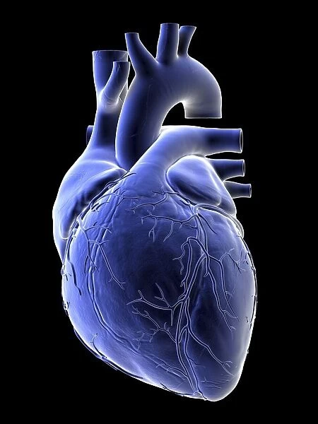 Illustration of a human heart