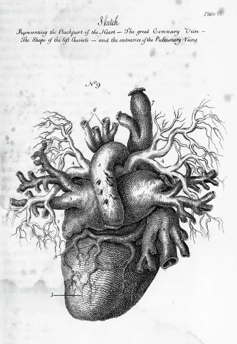 Framed Print : Illustration of Human Heart by Charles Bell Framed Print : Illustration of Human Heart by Charles Bell
