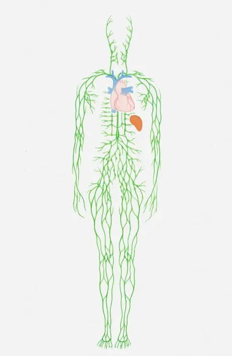 Framed Print : Illustration of human lymphatic system