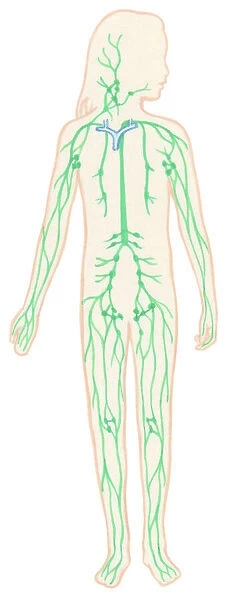 Illustration of human lymphatic system