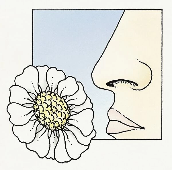 Illustration of human nose smelling flower