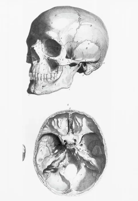 Framed Print : Illustration of a Human Skull Framed Print : Illustration of a Human Skull