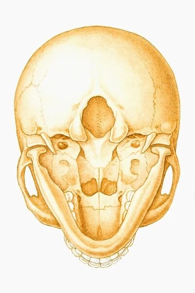 Illustration of human skull, seen from below