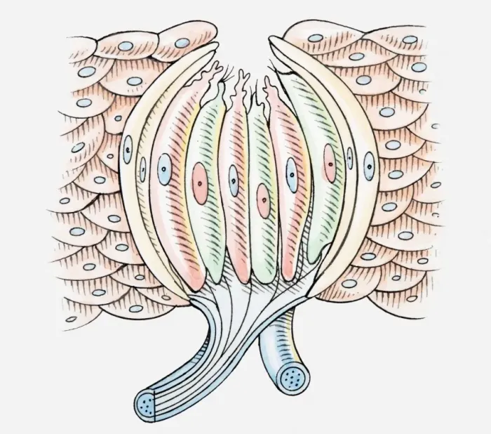 Framed Print : Illustration of human taste bud, cross section