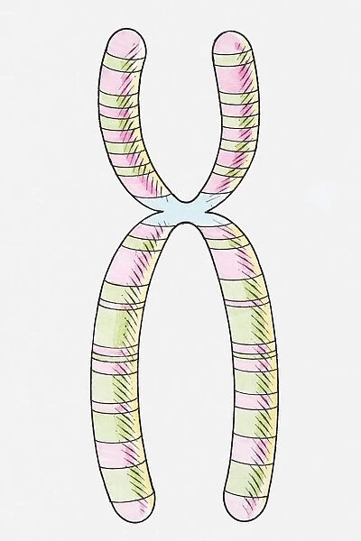 Illustration of human X chromosome