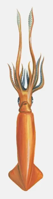 Framed Print : Illustration of Humboldt Squid (Dosidicus gigas)