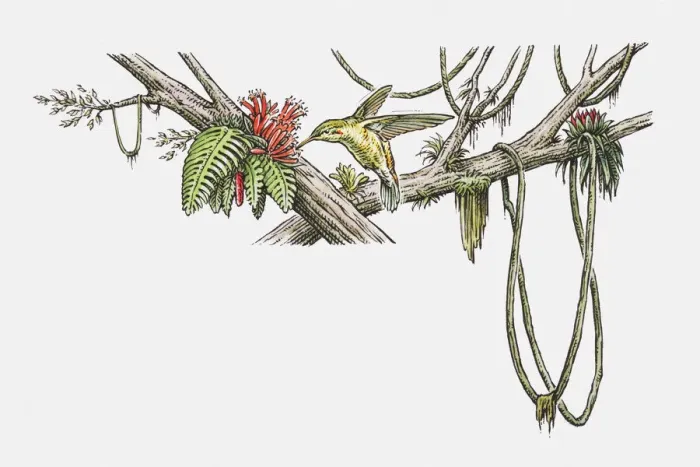 Framed Print : Illustration of a hummingbird drinking nectar from a flower Framed Print : Illustration of a hummingbird drinking nectar from a flower