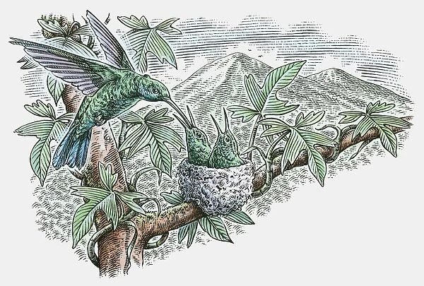 Illustration of Hummingbird feeding young in nest