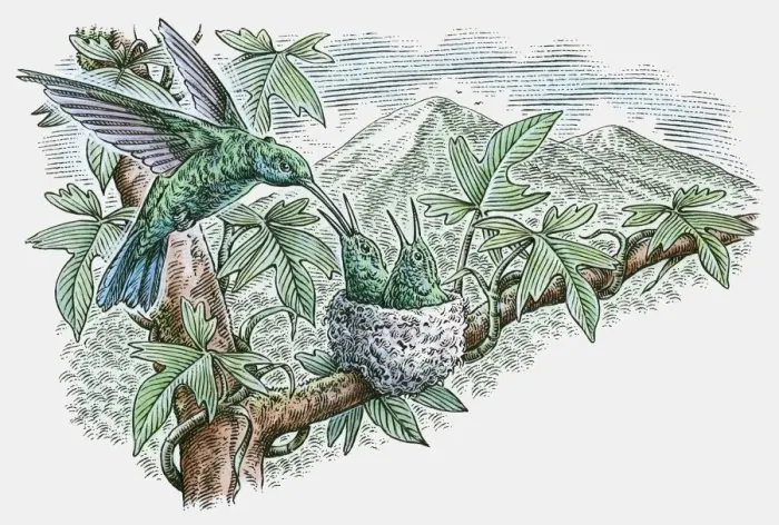 Framed Print : Illustration of Hummingbird feeding young in nest