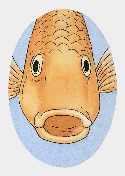 Illustration of hungry goldfish with open mouth