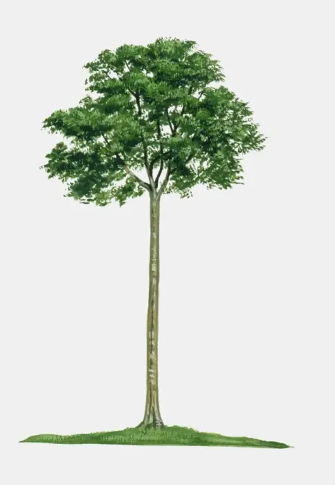 Framed Print : Illustration of Hymenaea courbaril (West Indian Locust), a tall hardwood tree Framed Print : Illustration of Hymenaea courbaril (West Indian Locust), a tall hardwood tree