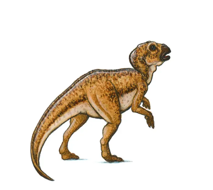 Framed Print : Illustration of Hypsilophodon, a beaked ornithischian dinosaur