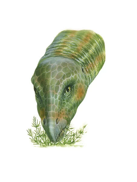 Illustration of Hypsilophodon dinosaur feeding on plants