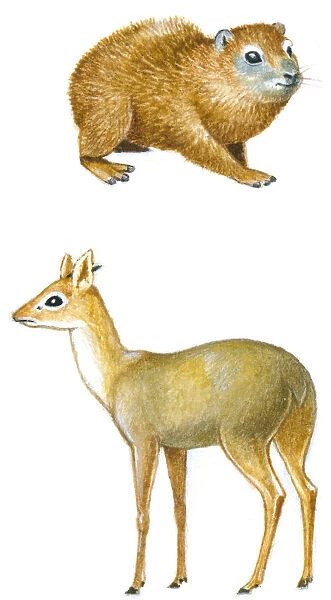 Illustration of Hyrax (Heterohyrax brucei), a small herbivorous mammal, and Dik-Dik (Madoqua), a small herbivorous antelope, both prey to Eagles