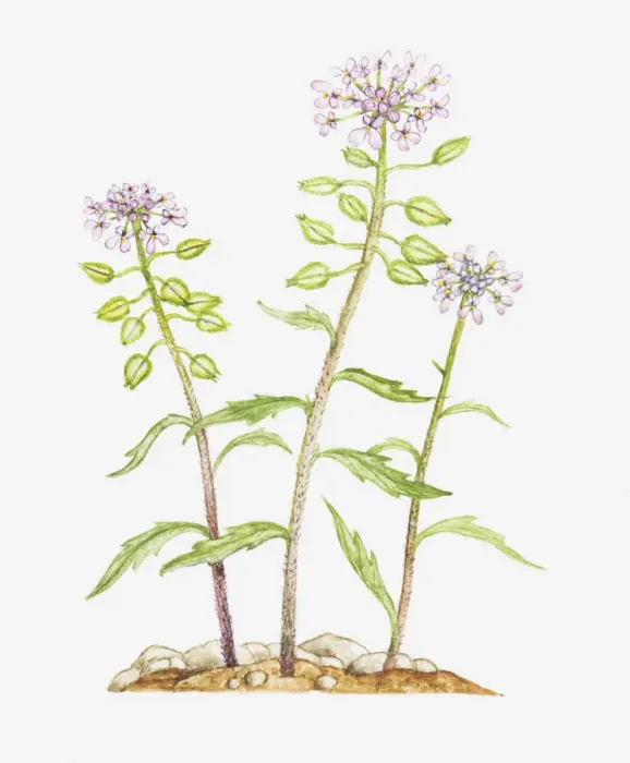 Framed Print : Illustration of Iberis amara (Rocket candytuft, Bitter candytuft), wildflowers Framed Print : Illustration of Iberis amara (Rocket candytuft, Bitter candytuft), wildflowers