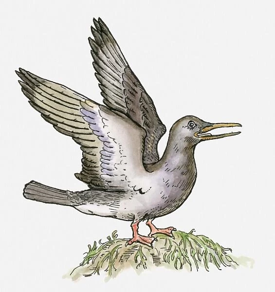 Illustration of an Ichthyornis, a bird from the Cretaceous period