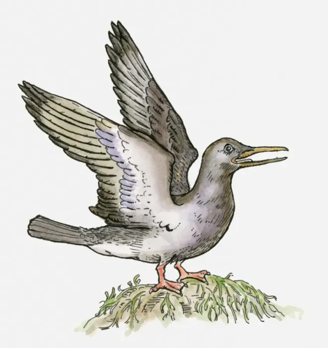 Framed Print : Illustration of an Ichthyornis, a bird from the Cretaceous period Framed Print : Illustration of an Ichthyornis, a bird from the Cretaceous period