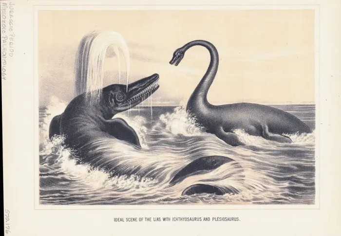 Framed Print : Illustration of Ichthyosaurus And Plesiosaurus Framed Print : Illustration of Ichthyosaurus And Plesiosaurus