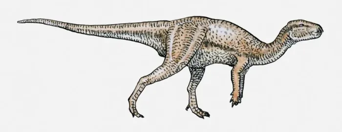 Framed Print : Illustration of Iguanodon dinosaur Framed Print : Illustration of Iguanodon dinosaur