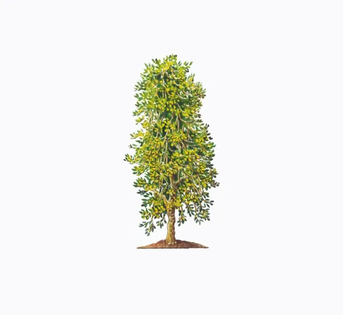 Framed Print : Illustration of Ilex x altaclerensis Lawsoniana (Highclere Holly) showing shape of tree