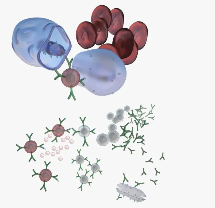 Framed Print : Illustration of immune response, involving chain of defensive white blood cells, triggered by microb Framed Print : Illustration of immune response, involving chain of defensive white blood cells, triggered by microb
