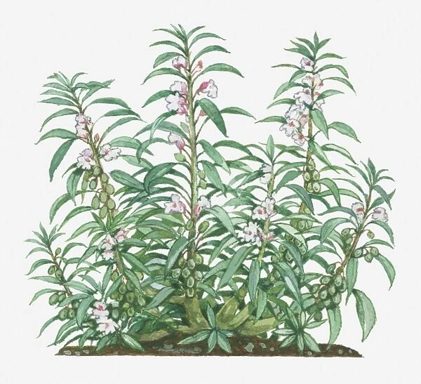 Illustration of Impatiens balsamina (Garden Balsam) bearing pink and white flowers and green buds on tall stems with green leaves