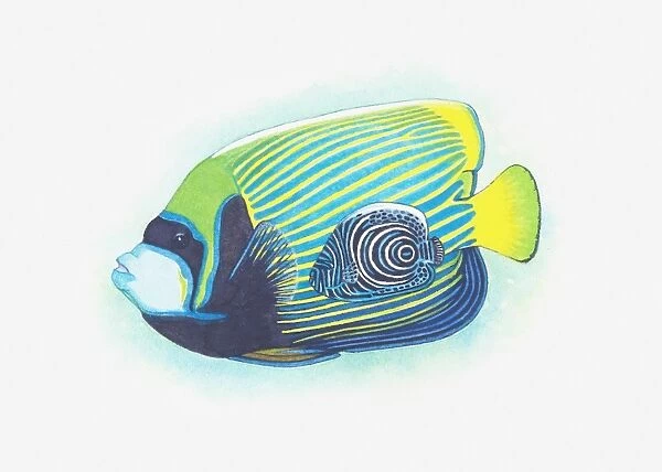 Illustration of Imperial Angelfish