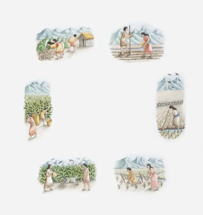 Framed Print : Illustration of Incas cultivating maize and potatoes, spring, summer, autumn and winter Framed Print : Illustration of Incas cultivating maize and potatoes, spring, summer, autumn and winter