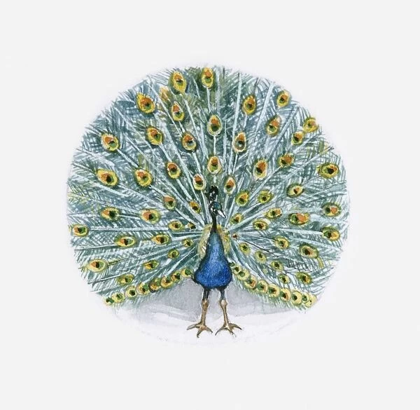 Illustration of Indian Peafowl (Pavo cristatus)