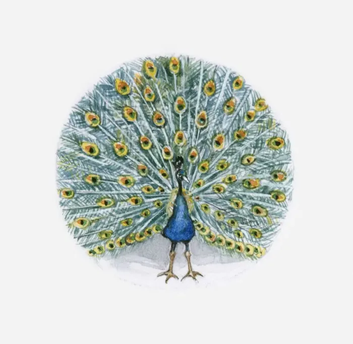 Framed Print : Illustration of Indian Peafowl (Pavo cristatus) Framed Print : Illustration of Indian Peafowl (Pavo cristatus)