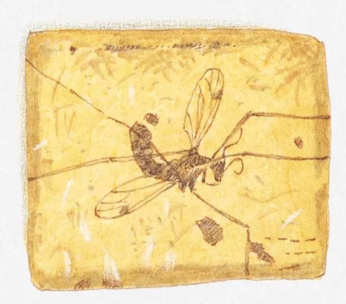 Framed Print : Illustration of insect in amber Framed Print : Illustration of insect in amber
