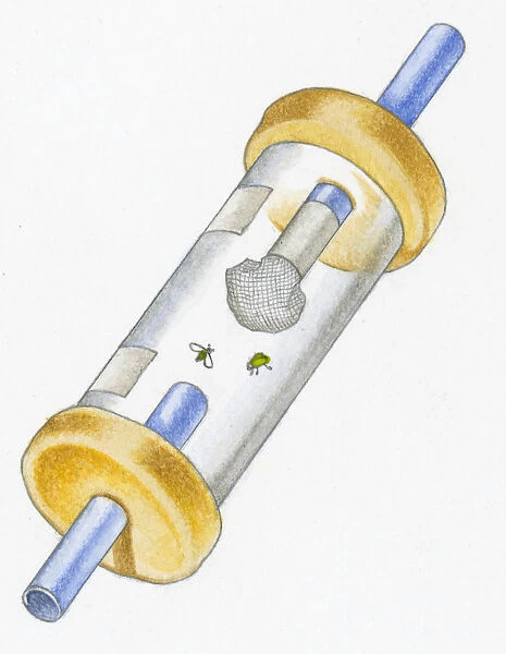 Illustration of insects inside pooter