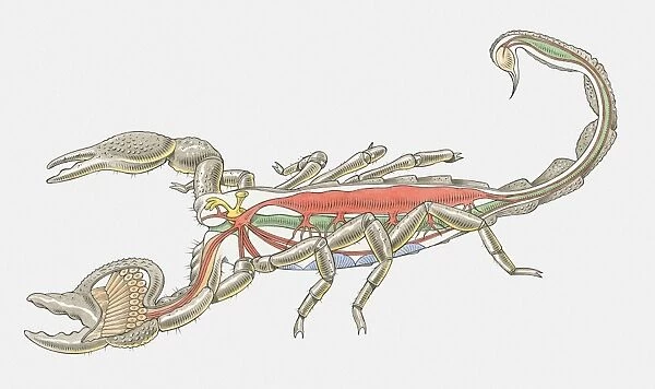 Illustration of internal anatomy of Imperial Scorpion (Pandinus imperator)