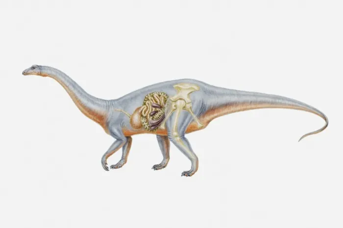 Framed Print : Illustration of the internal anatomy of a Riojasaurus, Triassic period Framed Print : Illustration of the internal anatomy of a Riojasaurus, Triassic period
