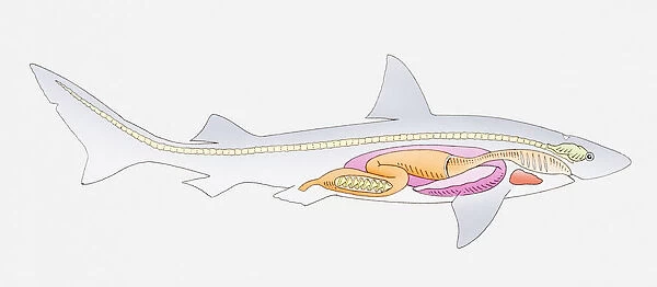 Illustration of the internal anatomy of a shark