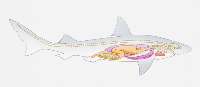 Framed Print : Illustration of the internal anatomy of a shark Framed Print : Illustration of the internal anatomy of a shark