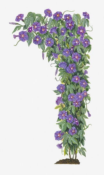 Illustration of Ipomoea hederacea (Ivy-leaved Morning Glory) bindweed bearing blue-violet flowers with green leaves on climbing stems