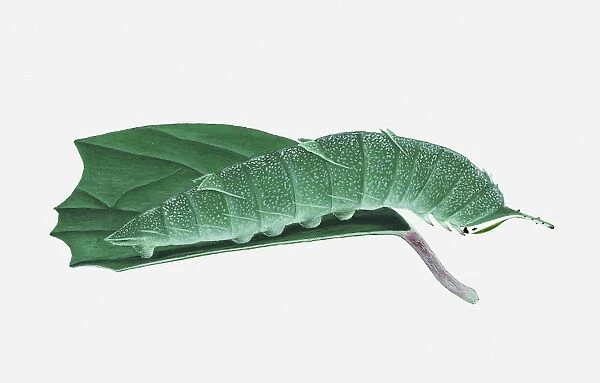 Illustration of Japanese Emperor (Sasakia charonda) caterpillar on leaf
