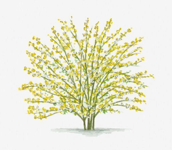Illustration of Jasminum nudiflorum (Winter Jasmine) with abundance of small yellow flowers on long stems