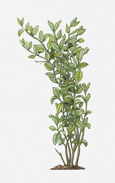 Illustration of Jasminum sambac (Arabian Jasmine), tall evergreen shrub with green leaves