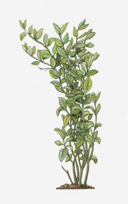 Framed Print : Illustration of Jasminum sambac (Arabian Jasmine), tall evergreen shrub with green leaves Framed Print : Illustration of Jasminum sambac (Arabian Jasmine), tall evergreen shrub with green leaves