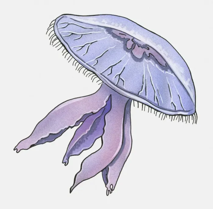 Framed Print : Illustration of Jellyfish?