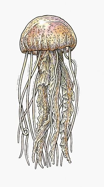 Illustration of Jellyfish