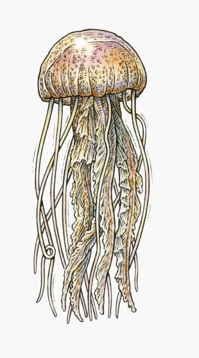 Framed Print : Illustration of Jellyfish Framed Print : Illustration of Jellyfish
