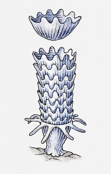 Illustration of jellyfish development