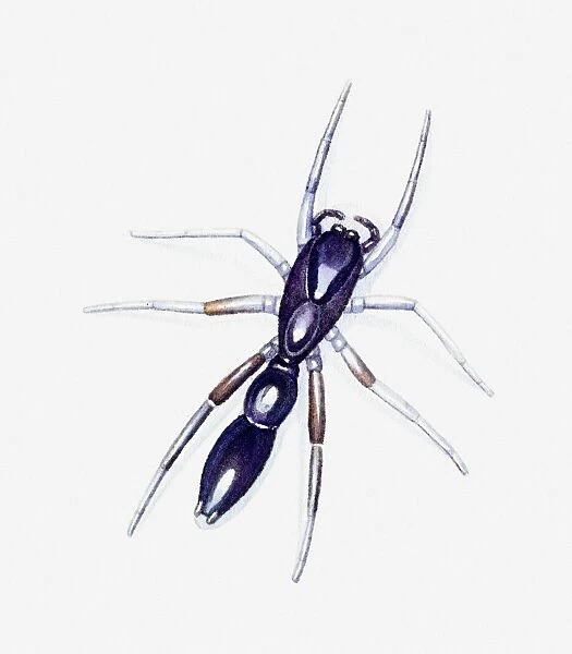 Illustration of Jumping Spider