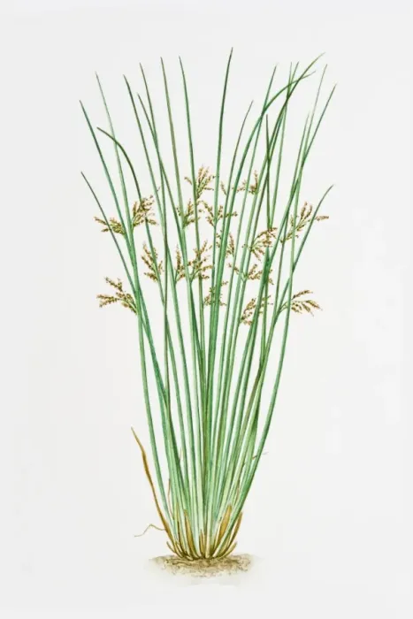Framed Print : Illustration of Juncus Inflexus (European meadow rush) Framed Print : Illustration of Juncus Inflexus (European meadow rush)